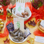 Verschiende Kartoffelsorten, die Süßkartoffel gehört allerdings nicht dazu.