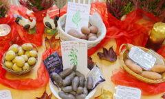 Vorschaubild Inforstand Kartoffeln