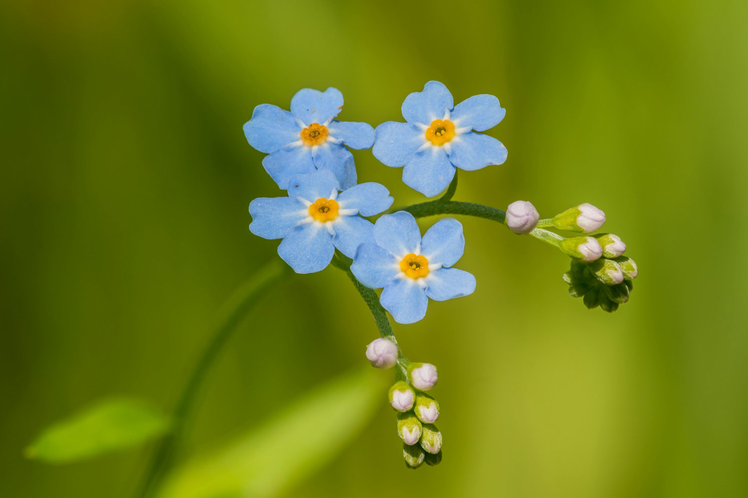 Eine blühende Vergissmeinnicht-Pflanze