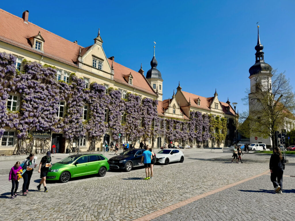 Blühender Blauregen an der Fassade des Riesaer Rathauses