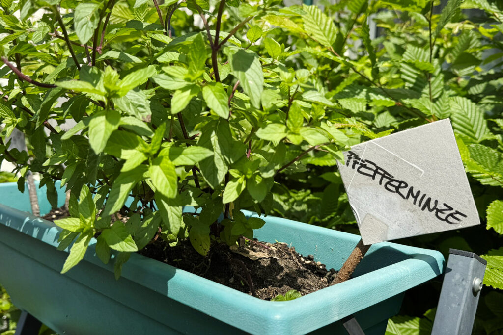 Eine Pfefferminzepflanze im neuen Kräutergarten des Pflegheimes
