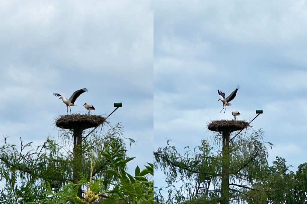 Erste Flugversuche der jungen Weißstörche